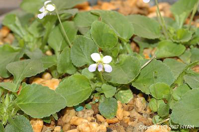 Viola diffusa var. glabella