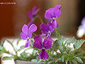Viola altaica