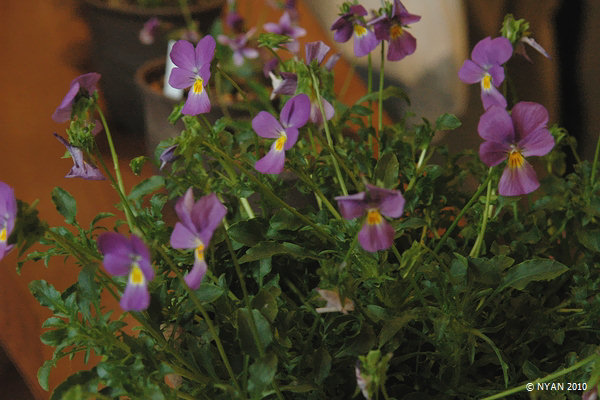 Viola grisebachiana