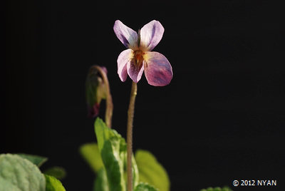 Viola odorata 'crepuscule'