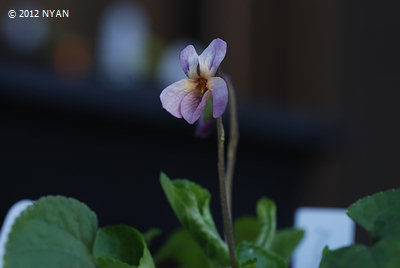 Viola odorata 'crepuscule'