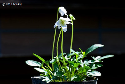 Viola palmata (White flower)