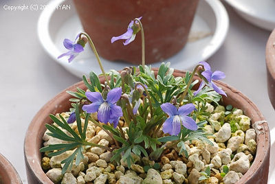 Viola pedatifida