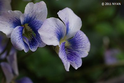 Viola sororia 'Priceana'