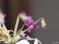 Viola sororia 'Rubra'