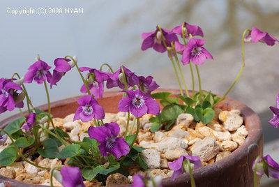 Viola rupestris 'Rosea'