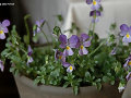 Viola schariensis