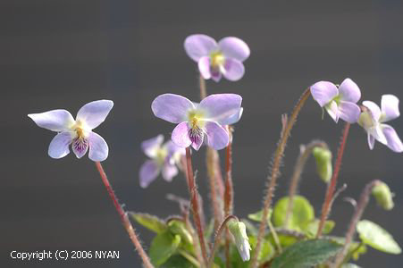 Viola diffusa ssp. tenuis