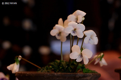 Viola x 'Kikuba_yakushima' (Viola chaerophylloides var. sieboldiana x iwagawae) 