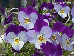Tufted Pansy