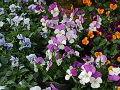 pansy(Garden Pansy)