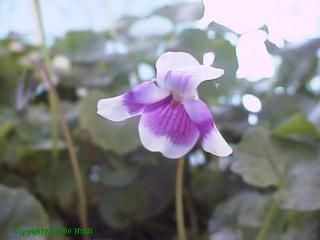 Viola banksii