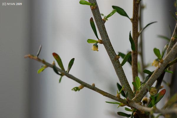 Hymenanthera angustifolia
