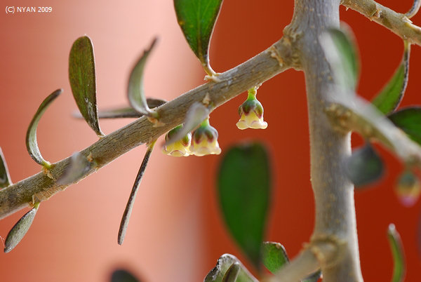 Hymenanthera angustifolia