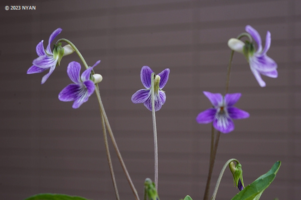 Viola betonicifolia var. albescens x V. yedoensis