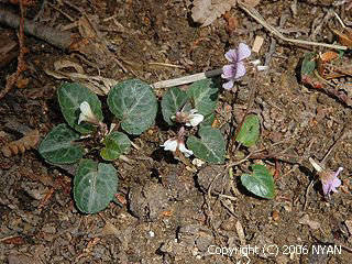 Viola mandsurica (Semi-white flower)