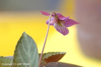 Viola variegata var. nipponica x japonica