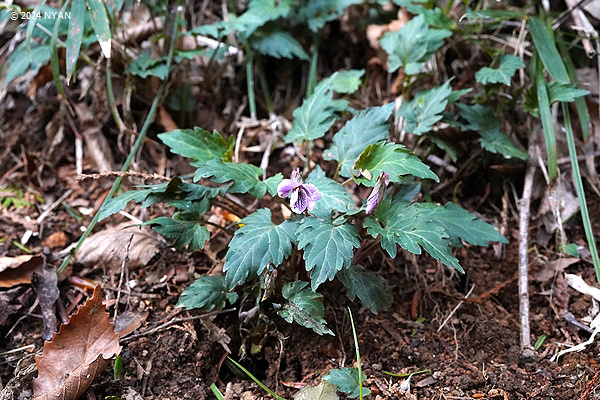 Viola x eizasieboldii