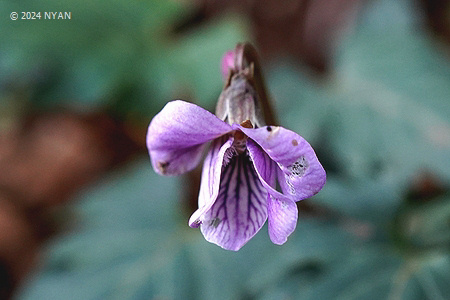 Viola x eizasieboldii
