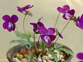 Viola x suzukii