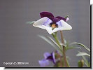 Viola pedata Bicolor