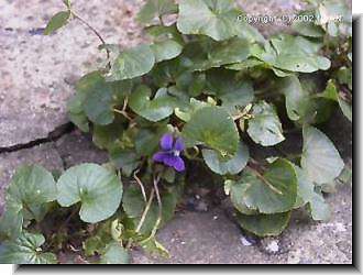 Viola sororia (Syn. V. papilionacea)