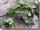 Viola sororia (Syn. V. papilionacea)