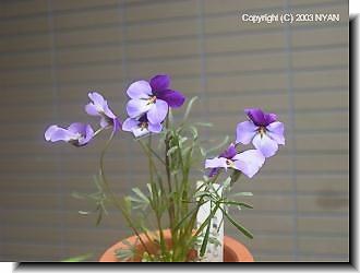 Viola pedata (Bicolor)