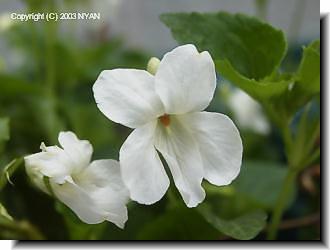 オオタチツボスミレ（白花変種）