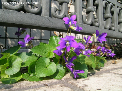 Viola sororia (papilionacea) 