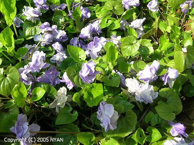 Viora suavis (Viola sp. 'Parma Violet')