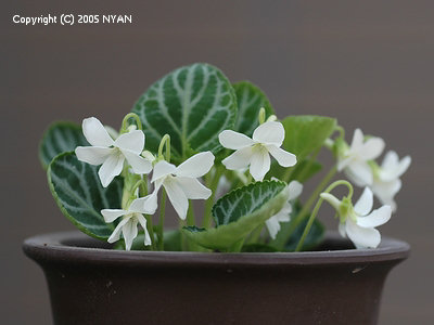 フイリゲンジスミレ (白花) 