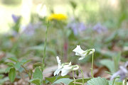タチツボスミレ（白花）