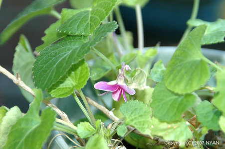 ニオイスミレ (Viola odorata)