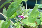 ニオイスミレ (Viola odorata)