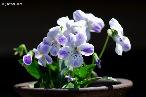 不明種（白に鮮やかな紫が滲む花、葉は粗い鋸歯を持つタイプ） 