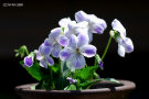 不明種（白に鮮やかな紫が滲む花、葉は粗い鋸歯を持つタイプ）