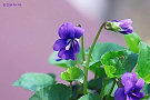 ヴィオラ・ソロリア 'パピリオナケア'（八重咲き）