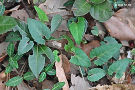 写真2:シハイスミレの葉