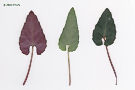 写真4:フモトスミレとマキノスミレの葉