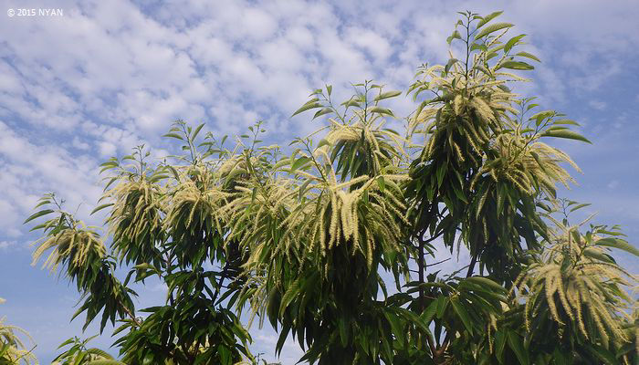 栗の花