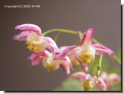 Epimedium ruburum、ルブルム