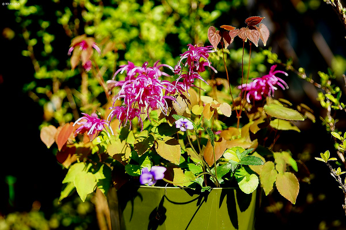 イカリソウ『夕映』