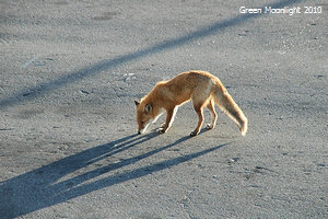 ȡ