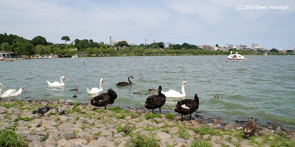ȸ