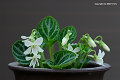 フイリゲンジスミレ白花