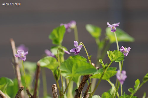 メインの花