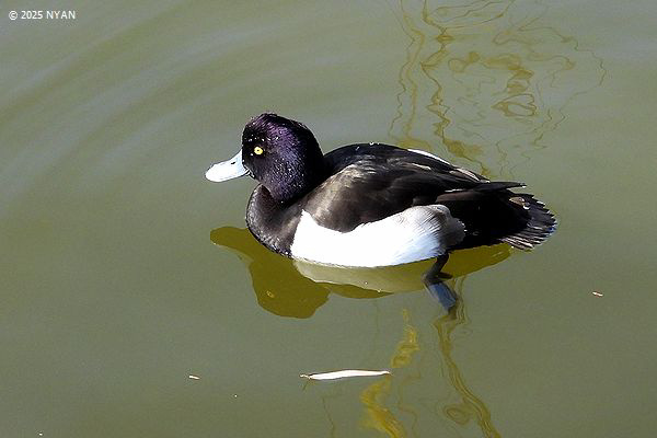 キンクロハジロ