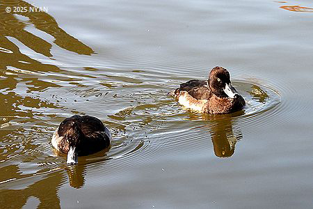 キンクロハジロ