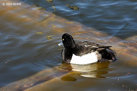 キンクロハジロ